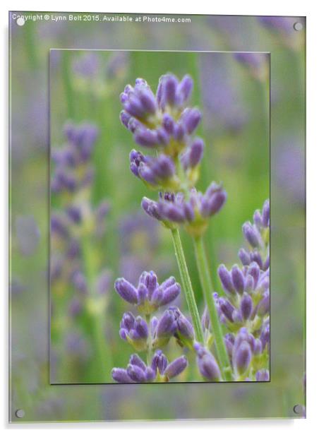  Lavender from Brittany Acrylic by Lynn Bolt