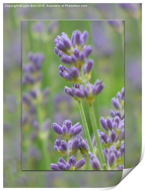 Lavender from Brittany Print by Lynn Bolt