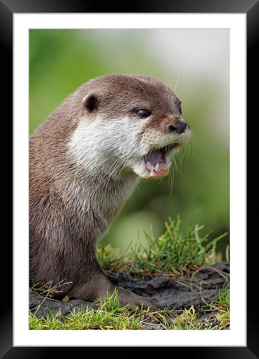 Otter portrait Framed Mounted Print by Grant Glendinning