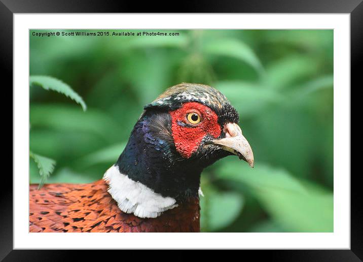  Evil Pheasant  Framed Mounted Print by Scott Williams