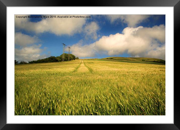 Fields of Barley. Framed Mounted Print by Annabelle Ward