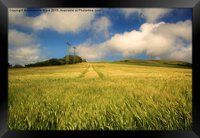 Fields of Barley. Framed Print by Annabelle Ward