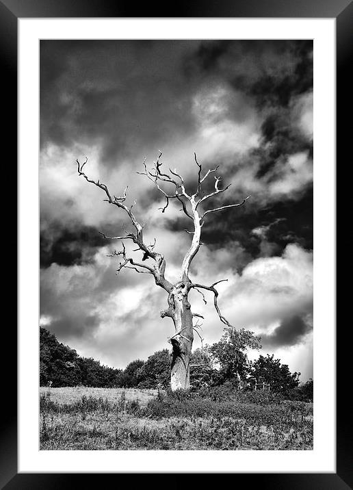  Dead Tree and a Moody Sky in Mono Framed Mounted Print by Gary Kenyon