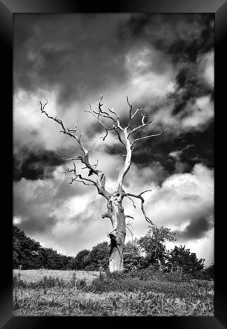  Dead Tree and a Moody Sky in Mono Framed Print by Gary Kenyon