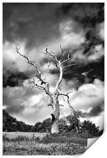  Dead Tree and a Moody Sky in Mono Print by Gary Kenyon