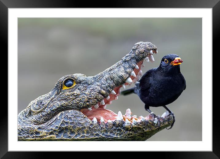  croc thief Framed Mounted Print by Kelvin Rumsby