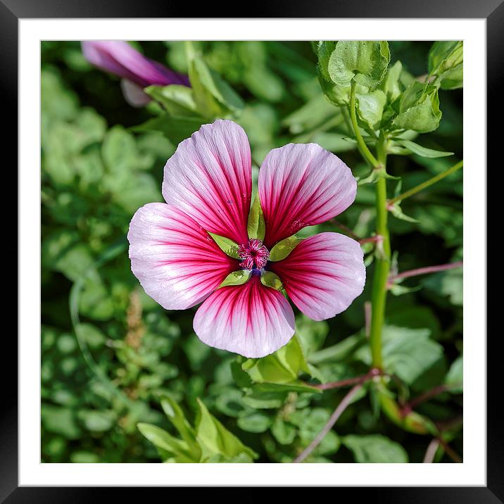 white to pink garden flower Framed Mounted Print by Adrian Bud