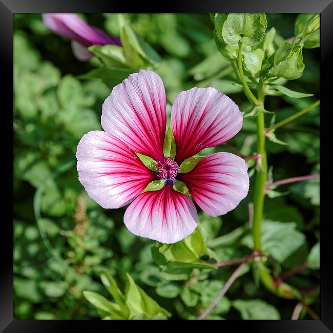 white to pink garden flower Framed Print by Adrian Bud