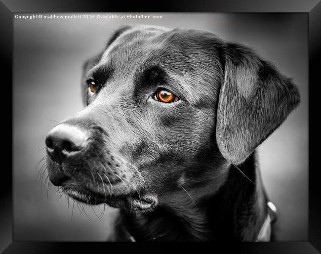  For The Love Of Labradors Framed Print by matthew  mallett