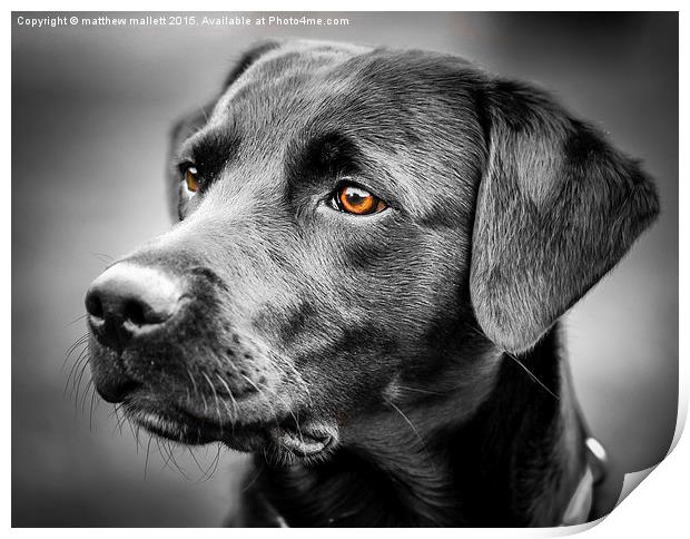 For The Love Of Labradors Print by matthew  mallett