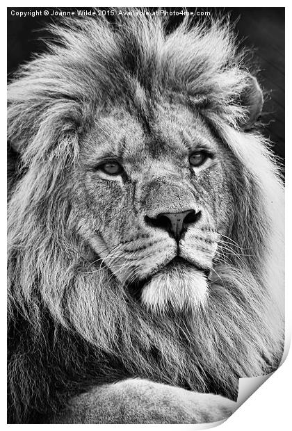  Lion King Print by Joanne Wilde