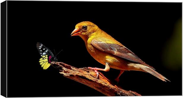 Female American Goldfinch & Butterfly  Canvas Print by Paul Mays
