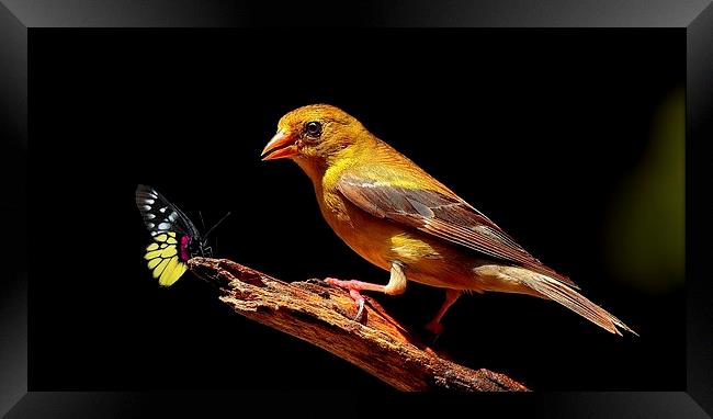 Female American Goldfinch & Butterfly  Framed Print by Paul Mays