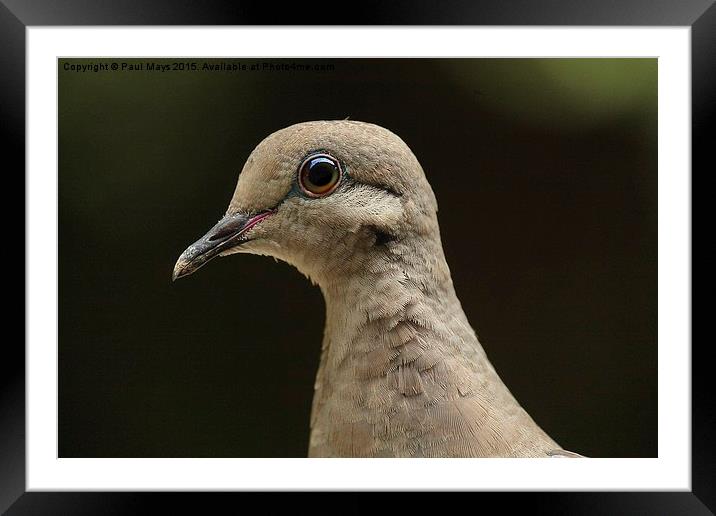 Female Mourning Dove  Framed Mounted Print by Paul Mays
