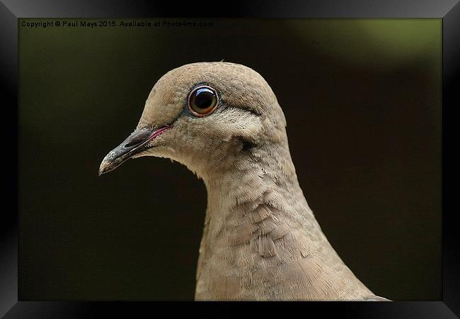 Female Mourning Dove  Framed Print by Paul Mays