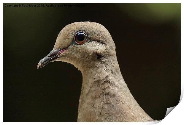 Female Mourning Dove  Print by Paul Mays