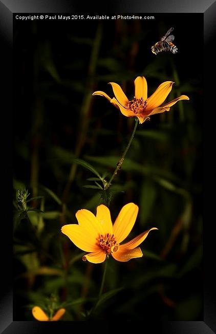  Wildflower & Bee Framed Print by Paul Mays