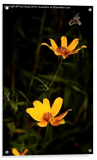  Wildflower & Bee Acrylic by Paul Mays