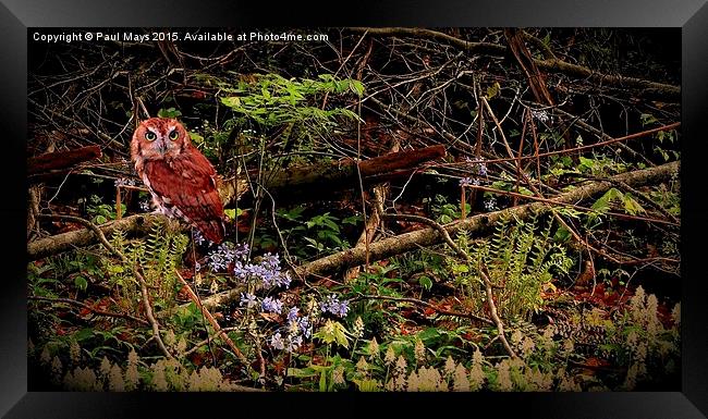  Screech Owl in the Woods Framed Print by Paul Mays