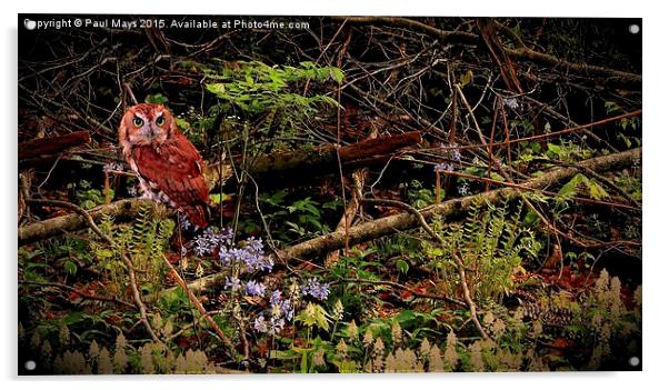  Screech Owl in the Woods Acrylic by Paul Mays