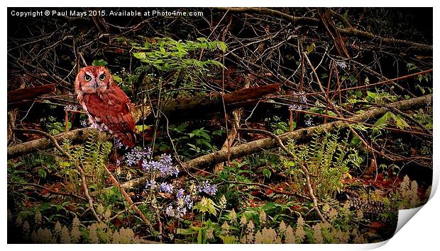  Screech Owl in the Woods Print by Paul Mays