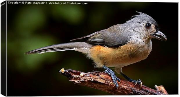  Tufted Titmouse  Canvas Print by Paul Mays