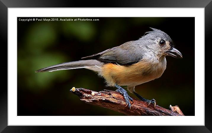  Tufted Titmouse  Framed Mounted Print by Paul Mays