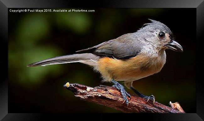  Tufted Titmouse  Framed Print by Paul Mays