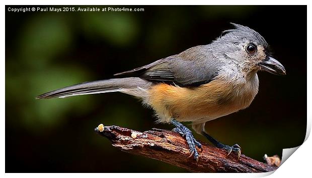  Tufted Titmouse  Print by Paul Mays