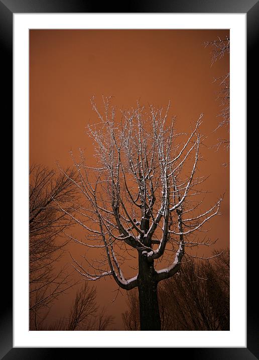 Winter tree Framed Mounted Print by Jean-François Dupuis