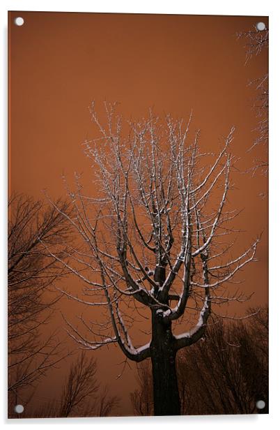 Winter tree Acrylic by Jean-François Dupuis