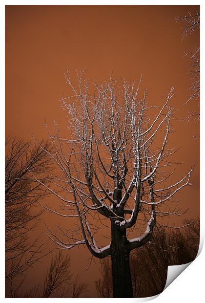 Winter tree Print by Jean-François Dupuis