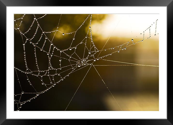 Web Framed Mounted Print by Jean-François Dupuis