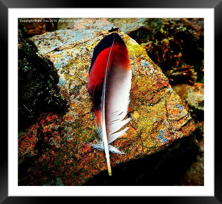  feather on the rock Framed Mounted Print by Derrick Fox Lomax