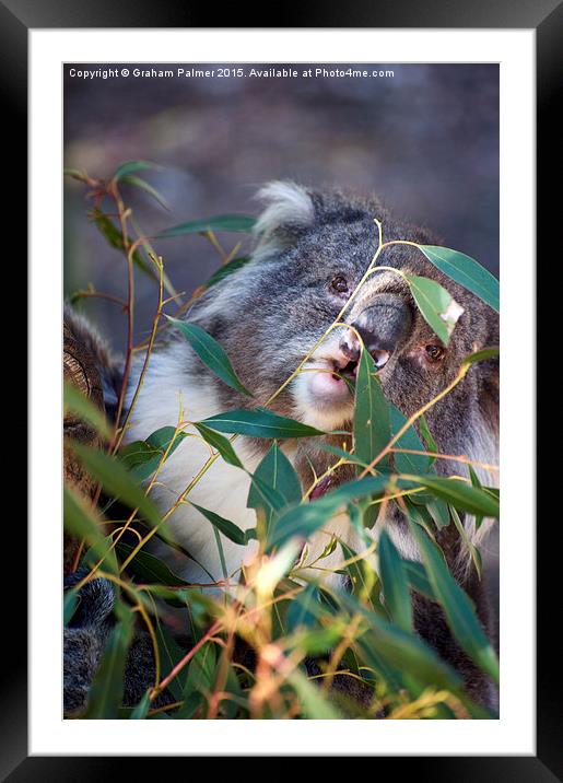 Hungry Hazel Framed Mounted Print by Graham Palmer