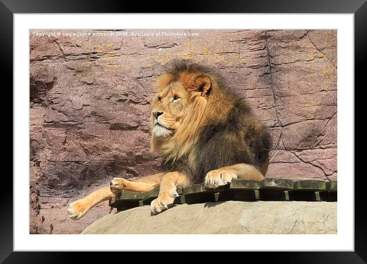  Lion Framed Mounted Print by cerrie-jayne edmonds