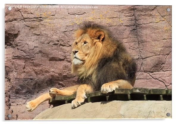  Lion Acrylic by cerrie-jayne edmonds