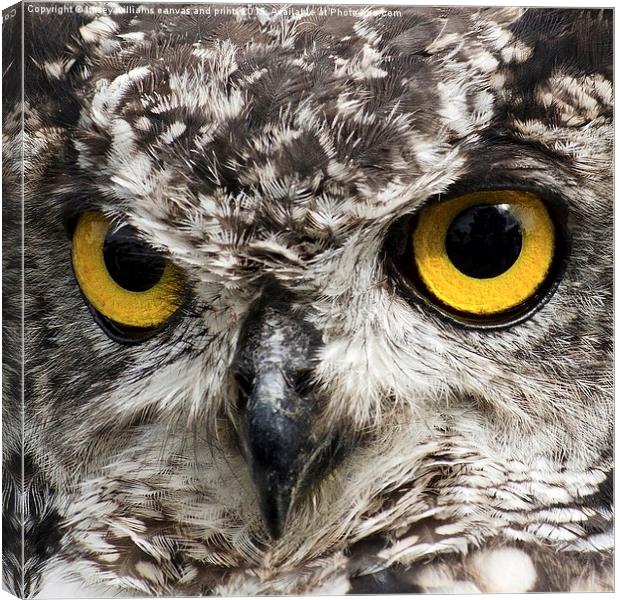 Birds Of Prey.  Look Into My Eyes My Eyes.  Canvas Print by Linsey Williams