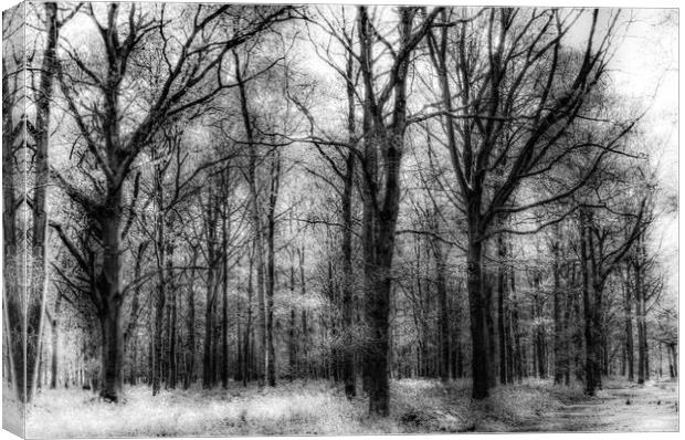 The Haunted Forest Canvas Print by David Pyatt