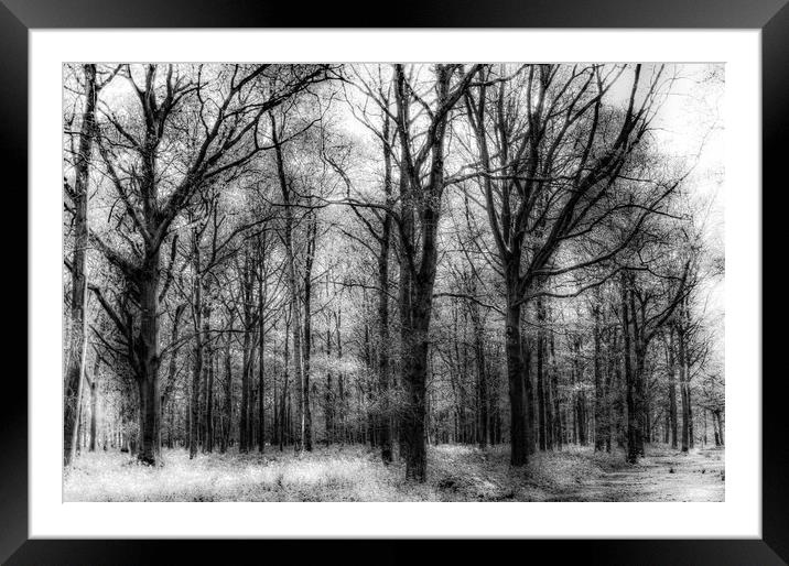 The Haunted Forest Framed Mounted Print by David Pyatt