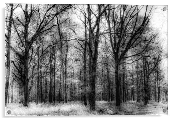 The Haunted Forest Acrylic by David Pyatt