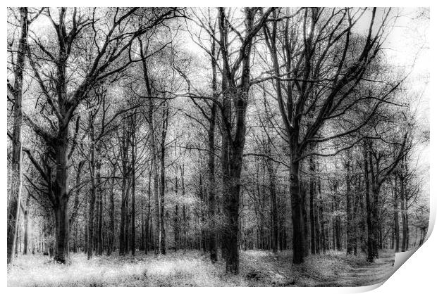 The Haunted Forest Print by David Pyatt