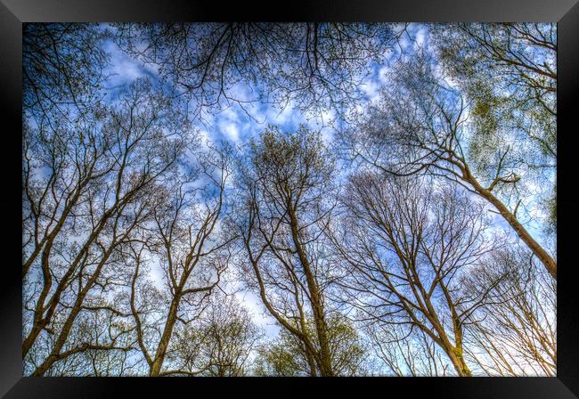 Into The Trees Framed Print by David Pyatt