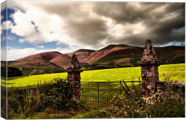 Heather on Skiddaw  Canvas Print by Jacqi Elmslie