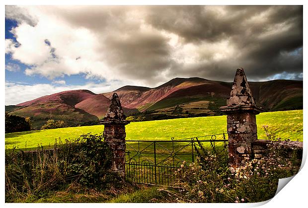 Heather on Skiddaw  Print by Jacqi Elmslie