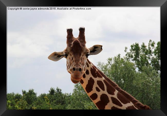  Giraffe  Framed Print by cerrie-jayne edmonds