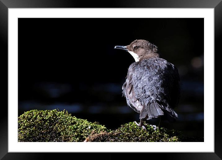  Dipper Framed Mounted Print by Ian Hufton