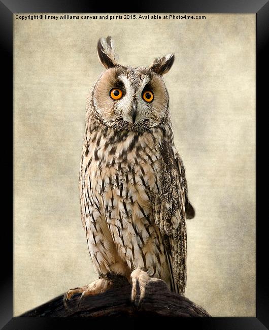  Birds Of Prey. Long Eared Owl Framed Print by Linsey Williams