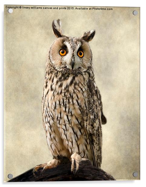  Birds Of Prey. Long Eared Owl Acrylic by Linsey Williams