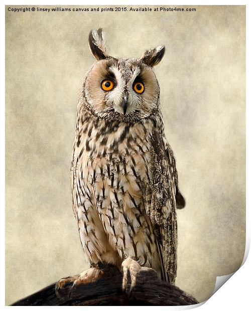  Birds Of Prey. Long Eared Owl Print by Linsey Williams